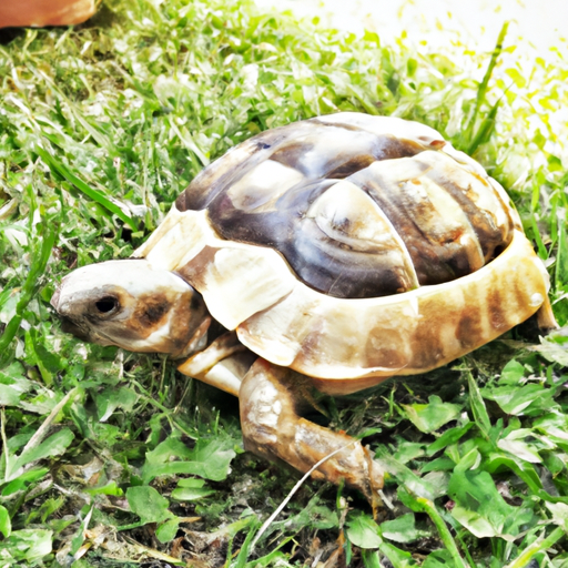 🐢 ¡Conoce a la Tortuga: el compañero tranquilo que te encantará! 🐢