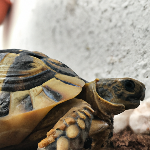 🐢 ¡Descubre la Tortuga como tu Nueva Compañera de Vida!