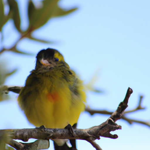 🐦 El encantador canario: la melodía de tu hogar