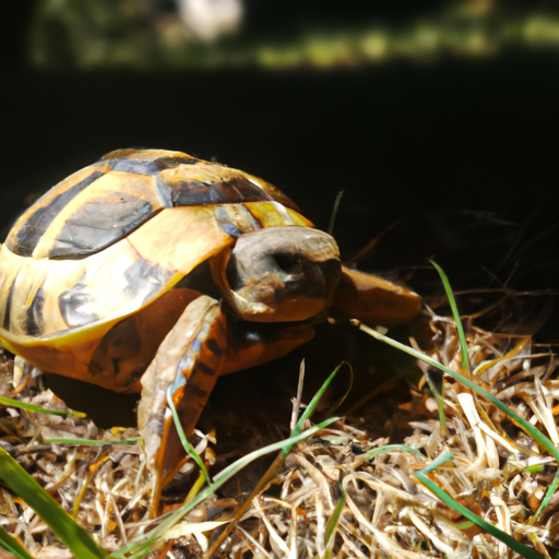 🐢 ¡Descubre al encantador Tortugo: Tu compañero de vida más lento pero seguro! 🐢